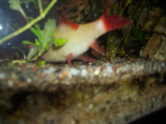 100_1515.JPG