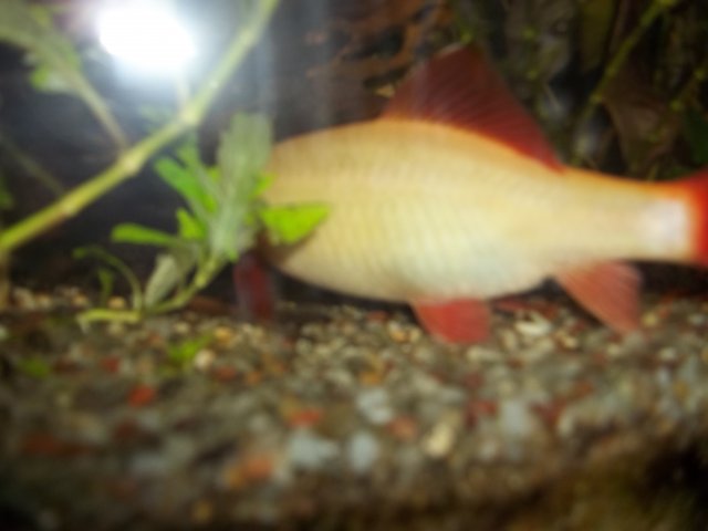100_1516.JPG