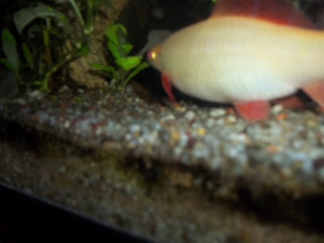 100_1517.JPG
