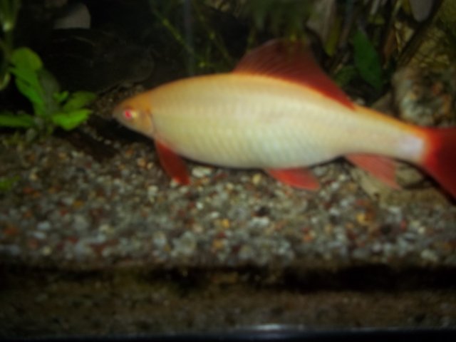 albino rainbow shark