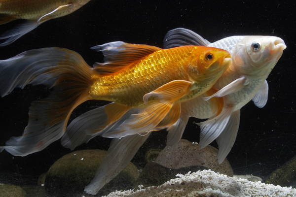 fishes08ll2.jpg