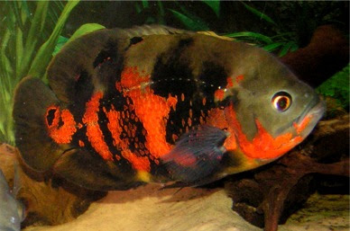 OscarFish.jpg