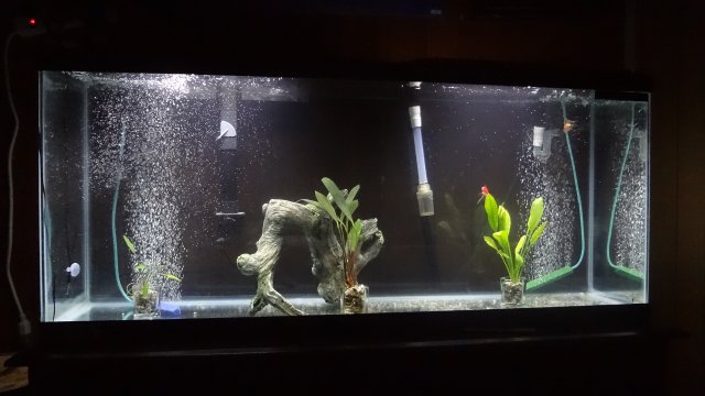Goldfish Setup.JPG