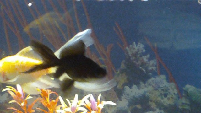 102_0085.JPG