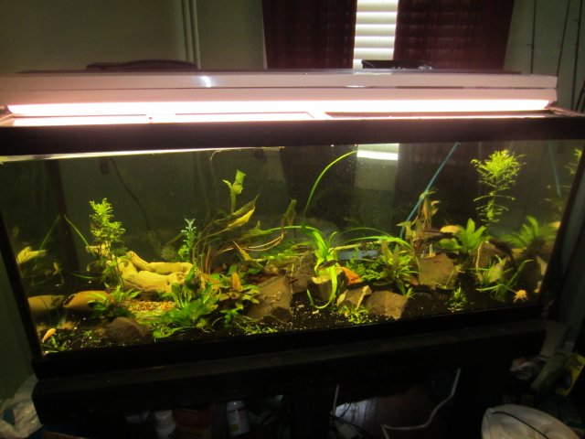 fish tanks 001.JPG