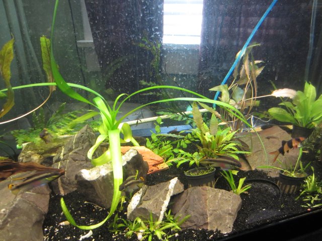 fish tanks 003.JPG