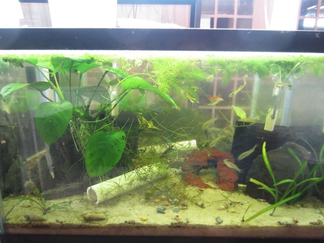 fish tanks 005.JPG