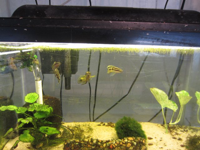 fish tanks 006.JPG