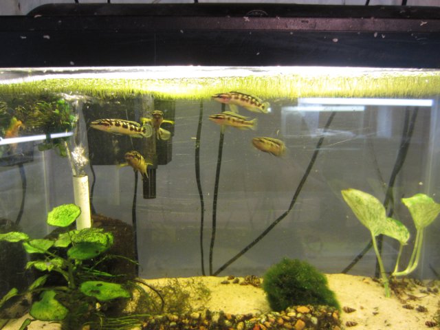 fish tanks 007.JPG