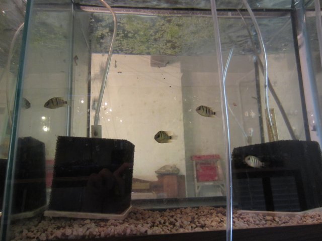 fish tanks 013.JPG