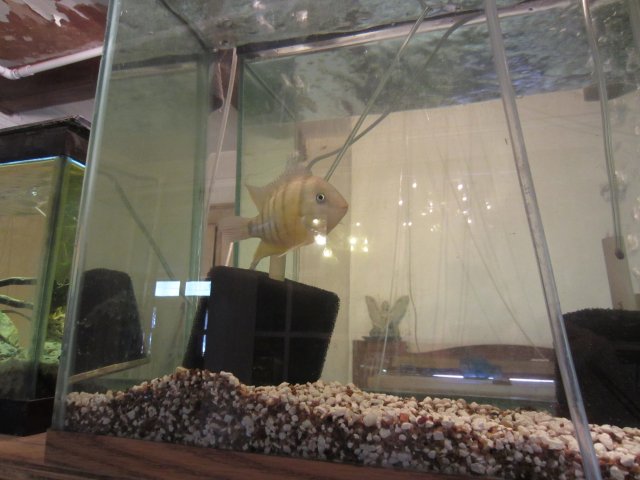 fish tanks 014.JPG