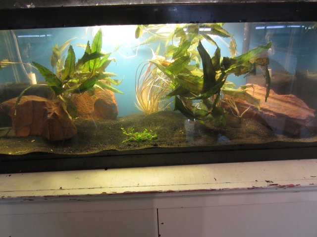 fish tanks 015.JPG