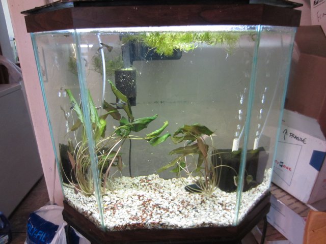 fish tanks 017.JPG