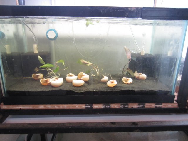 fish tanks 018.JPG