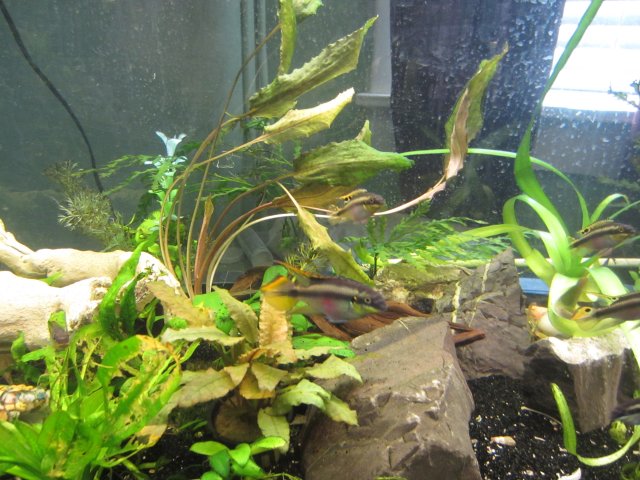 fish tanks 004.JPG