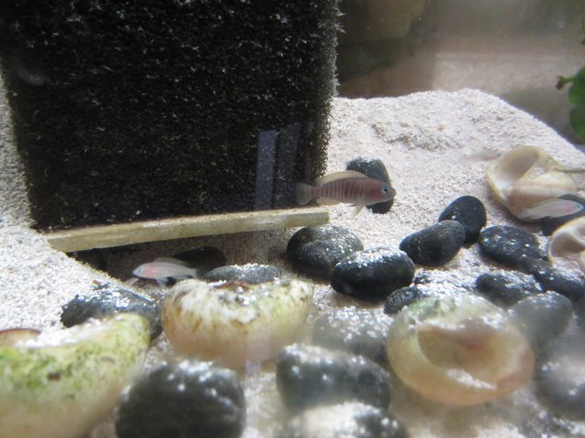 fish tanks 010.JPG