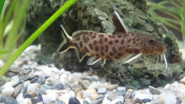 Synodontis petricola.JPG