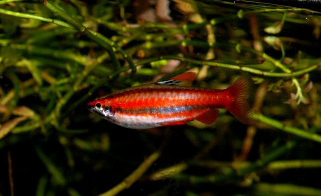 coral red male.jpg