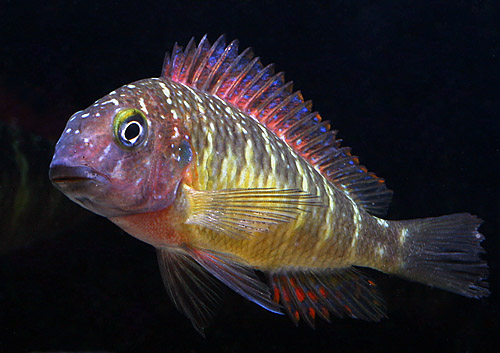 Tropheus moorii Kasanga kirmizi.jpg