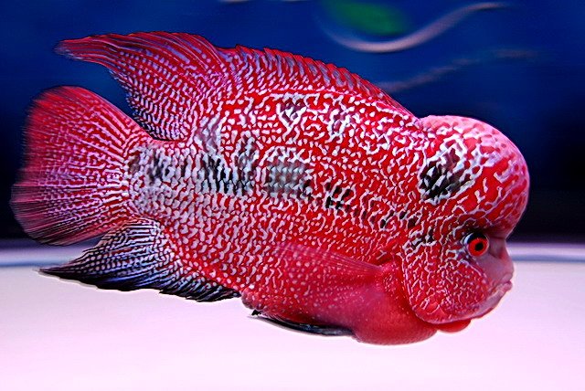 Kamfamalau.jpg