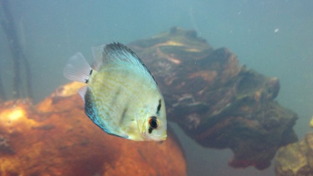 Blue Turquoise Discus.jpg