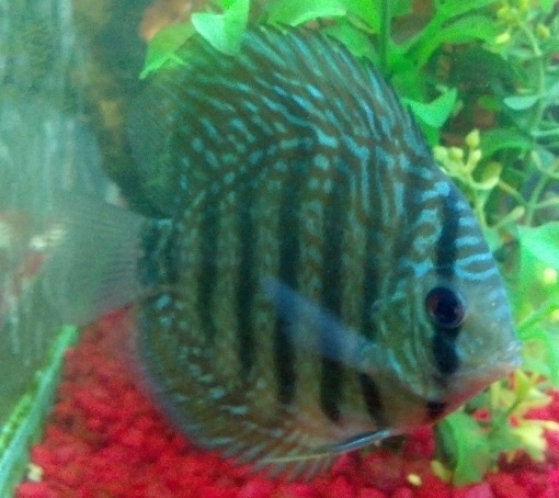 Blue Royal Discus1.jpg