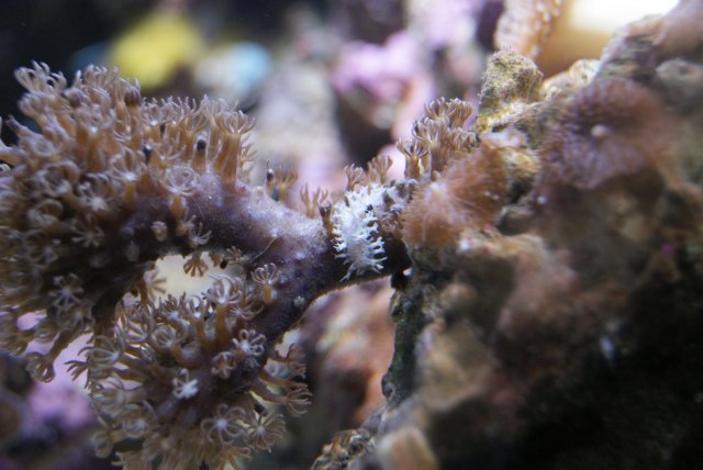sea slug.JPG sea slug.JPG