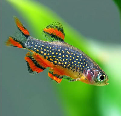galaxy_rasbora_67610_1.jpg galaxy_rasbora_67610_1.jpg