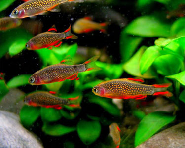 danio_CelestialPearl3.jpg
