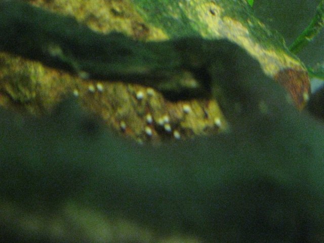 eggs2.jpg