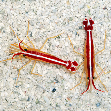 Scarlet Skunk Cleaner Shrimp (Lysmata amboinensis).jpg