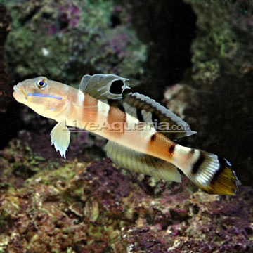 Tiger Watchman Goby (Valenciennea wardii).jpg
