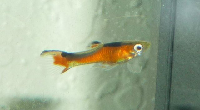 Flame tail endler male.jpg