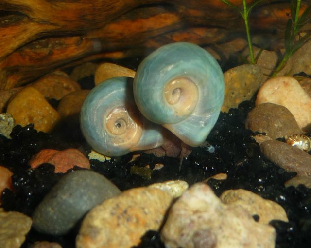 Blue Ramshorn Snails.jpg