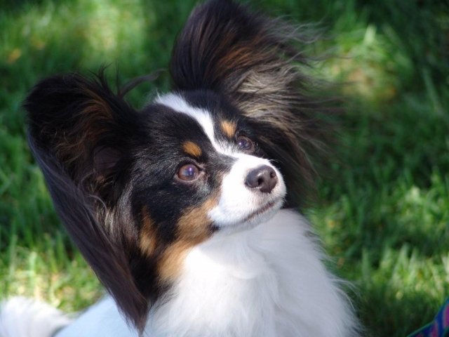 Brodie May 5 10mths old.JPG