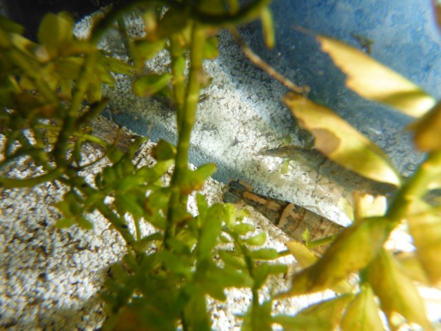 DSCF0074.JPG