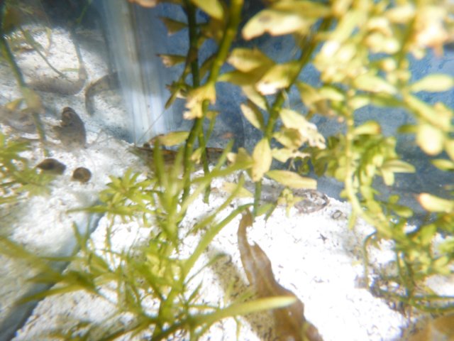 DSCF0075.JPG