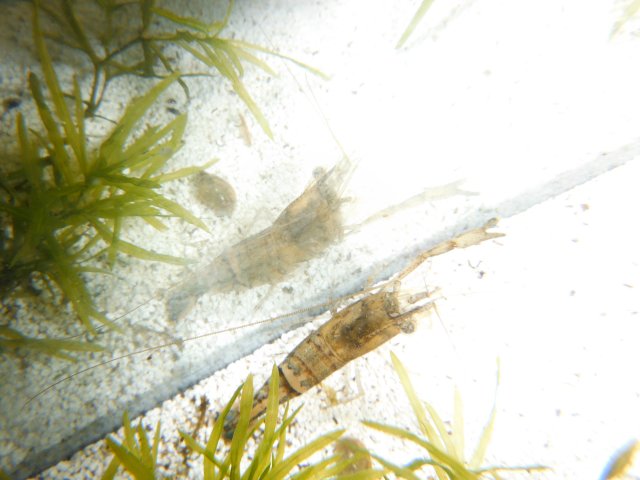 DSCF0085.JPG