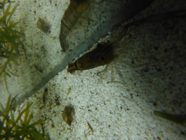 DSCF0086.JPG