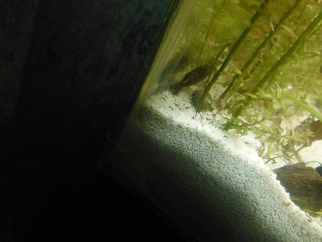 DSCF0087.JPG