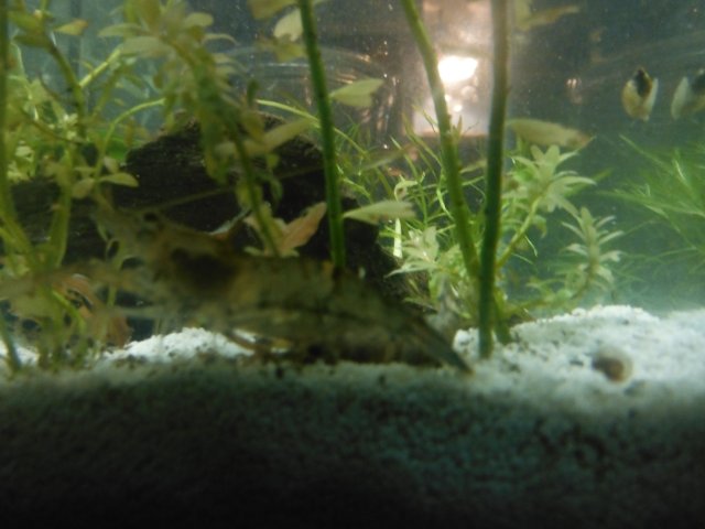 DSCF0088.JPG