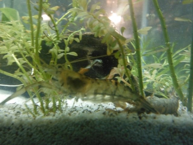 DSCF0089.JPG