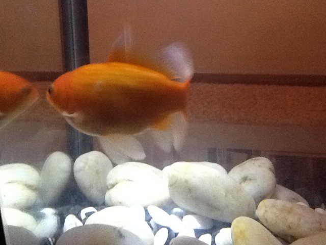 Swim Orange Fish.jpg