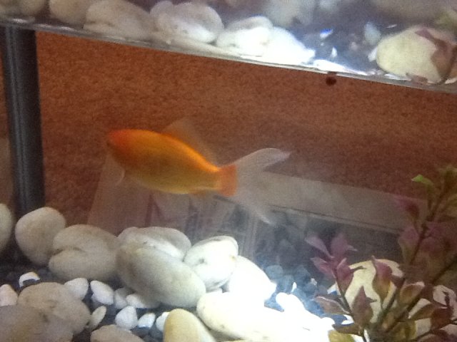 Orange Fishy.jpg