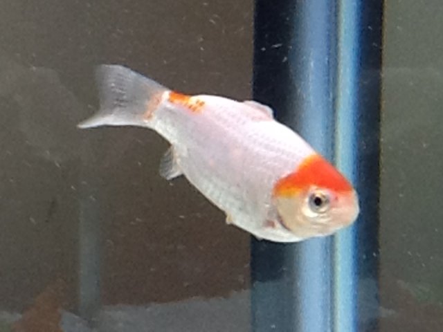 White Fish.jpg