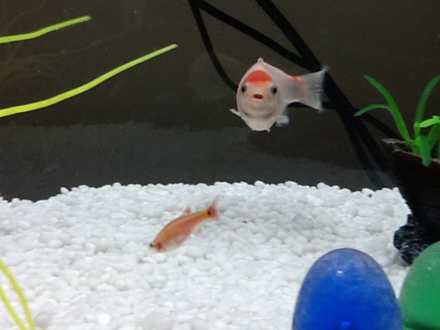 Funny shot White N Lil Fish.jpg