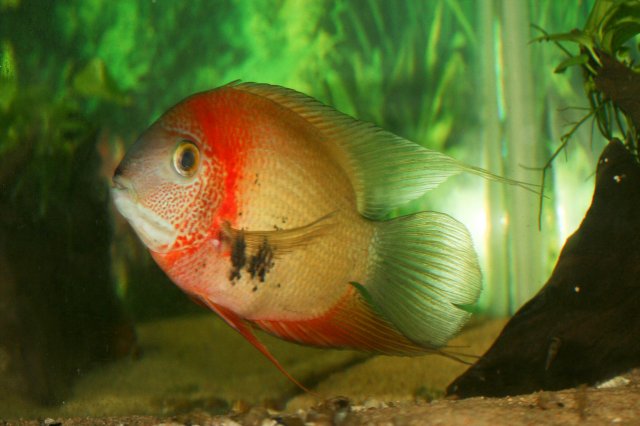 severum-2.jpg