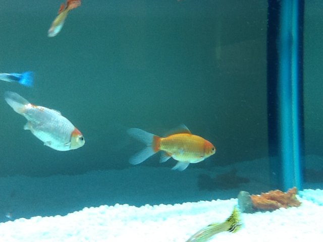 My Goldfish Ashuk & Mashuk Update.jpg