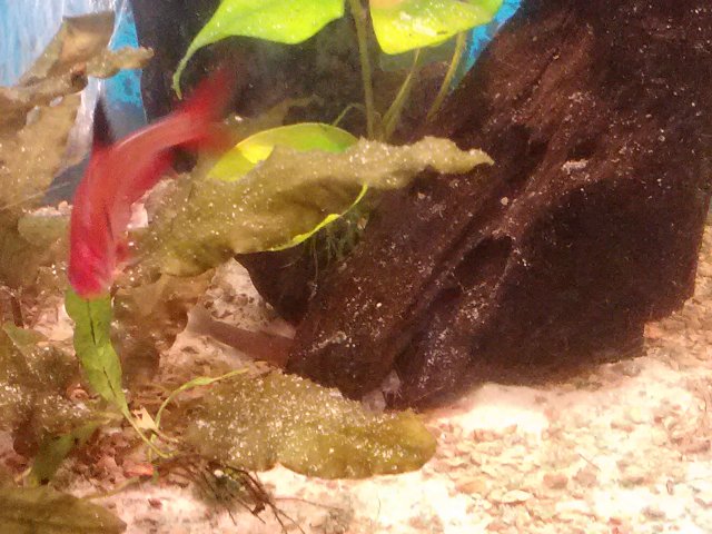 loaches.jpg loaches.jpg