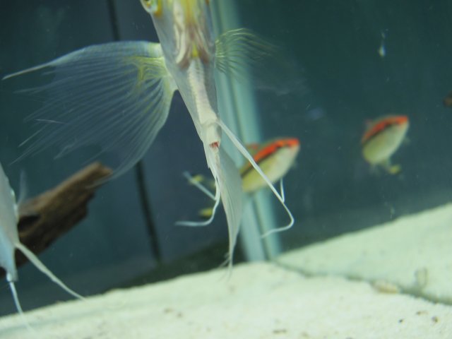 camallanus1.JPG